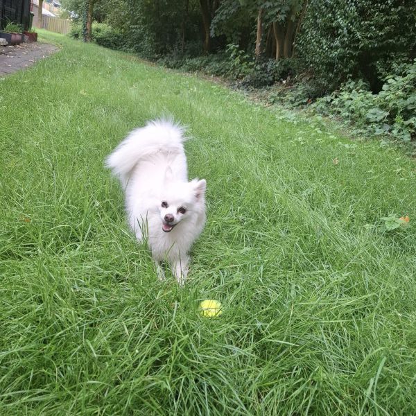 Pablo uit Nieuw- Loosdrecht zoekt een Hondenoppas