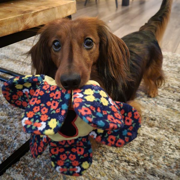 Sjefke, Jackie uit Wijchen zoekt een Hondenoppas