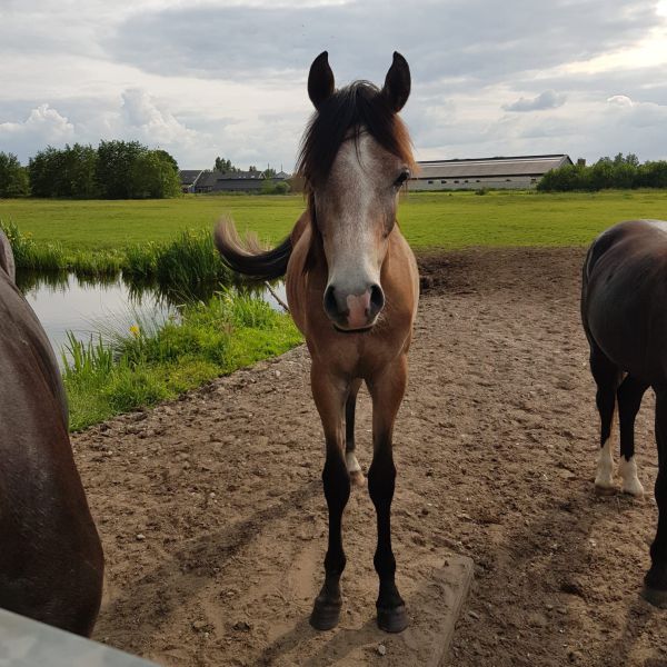 Julian uit Zoeterwoude zoekt een Paardenverzorger