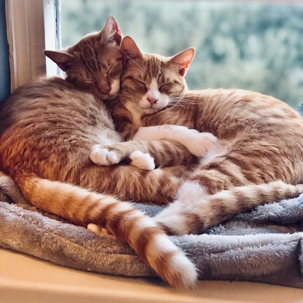 Fred en George uit Zaandam zoekt een Kattenoppas