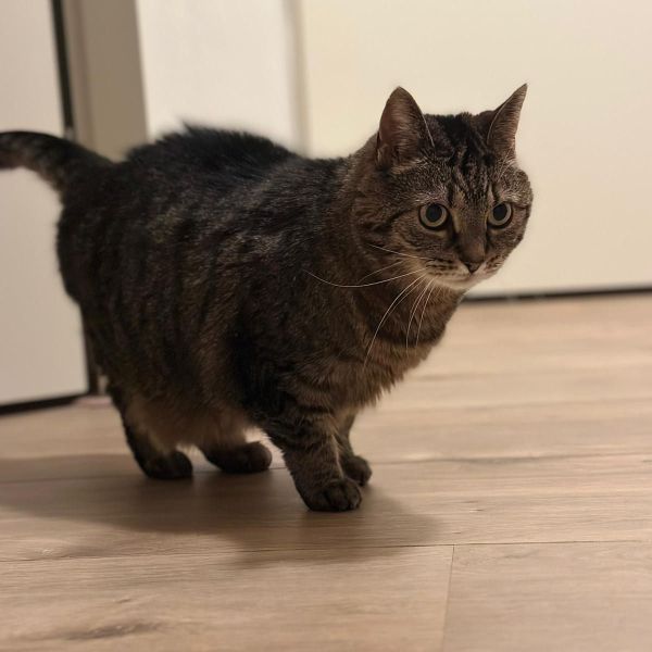 Mickey uit Barendrecht zoekt een Kattenoppas