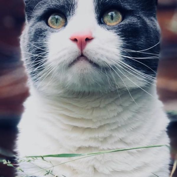 Jack uit Bussum zoekt een Kattenoppas