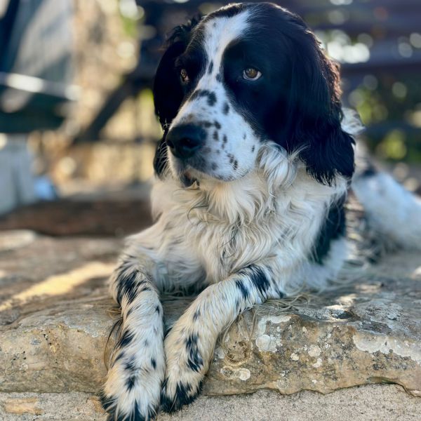 Beau uit Garderen zoekt een Hondenoppas