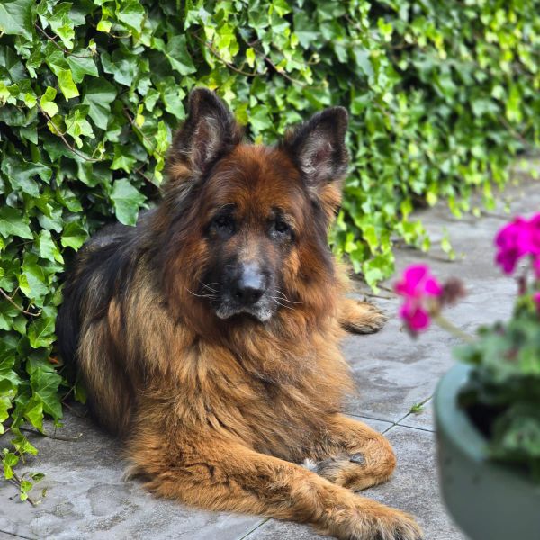 Kenzo, Nero uit Zuidbroek zoekt een Hondenoppas