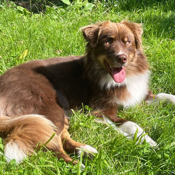 Ronja uit Opeinde zoekt een Hondenoppas