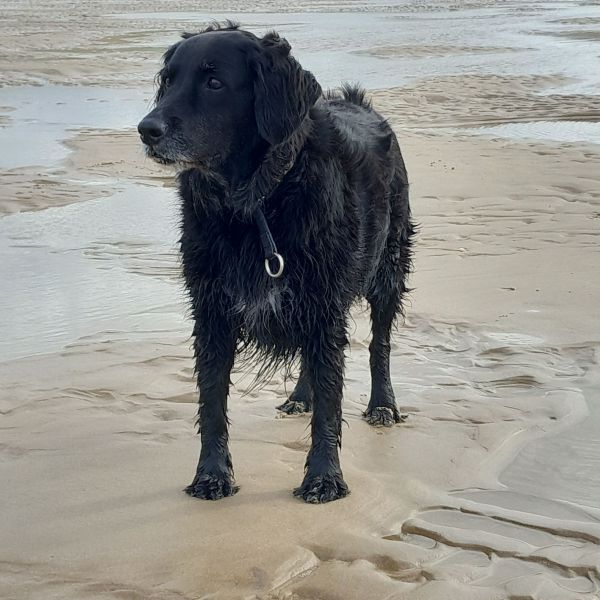 Pien uit Egmond Aan Zee zoekt een Hondenoppas