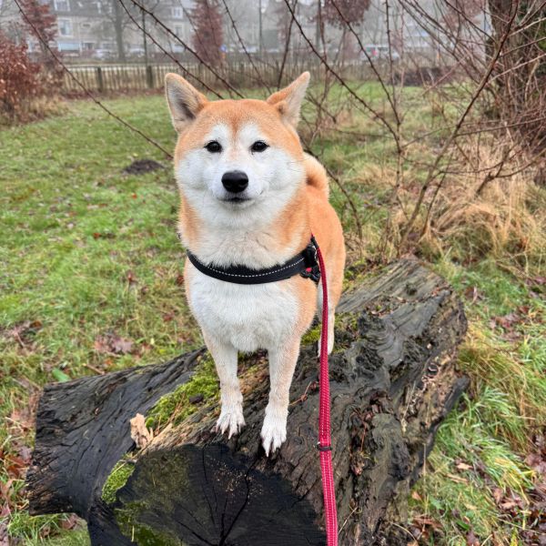 Yuki uit Leusden zoekt een Hondenoppas