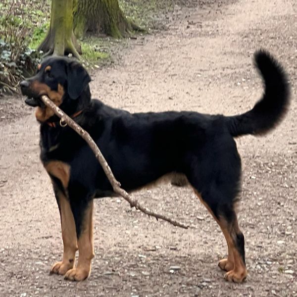 Ollie, Sjaak uit Santpoort-Zuid zoekt een Hondenoppas