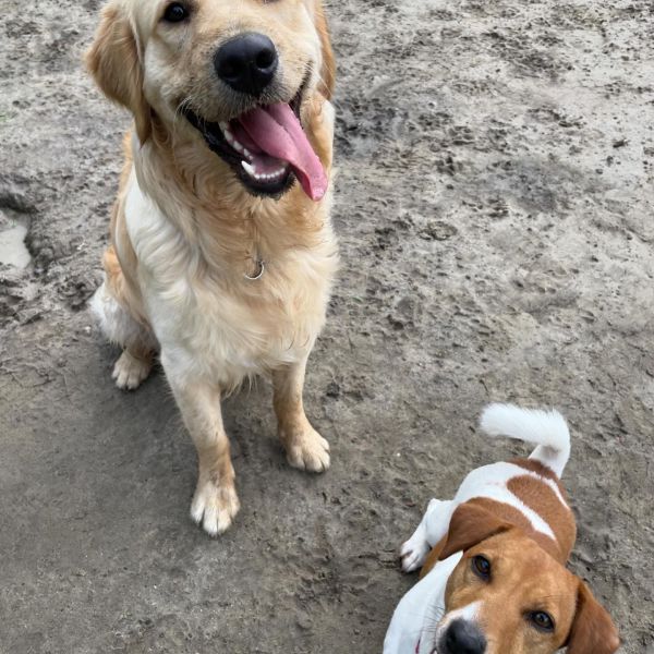 Jack, Betsie uit Enschede zoekt een Hondenoppas