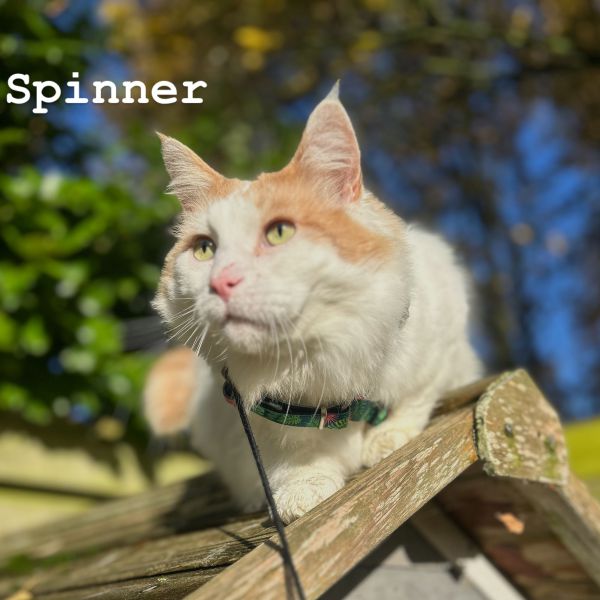 Spinner, Twister, Tornado uit Beerta zoekt een Kattenoppas