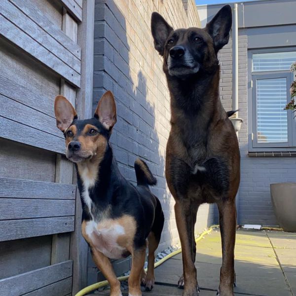 Thor, navi en Blue uit Weteringbrug zoekt een Kattenoppas