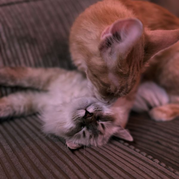 Charlie, Flip uit Schiedam zoekt een Kattenoppas