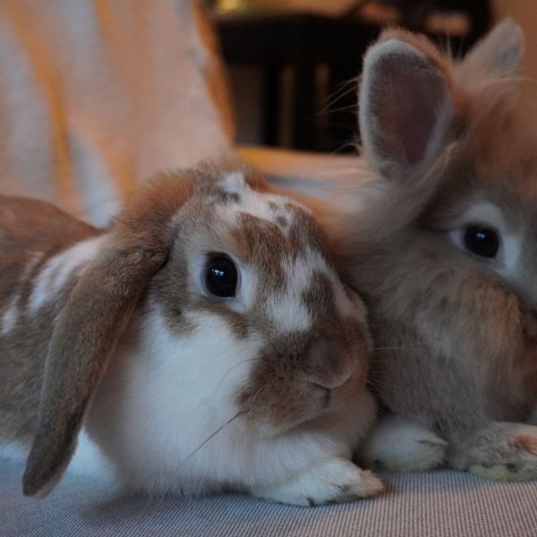 Ollie, Lilly uit Zwolle zoekt een Knaagdierenoppas