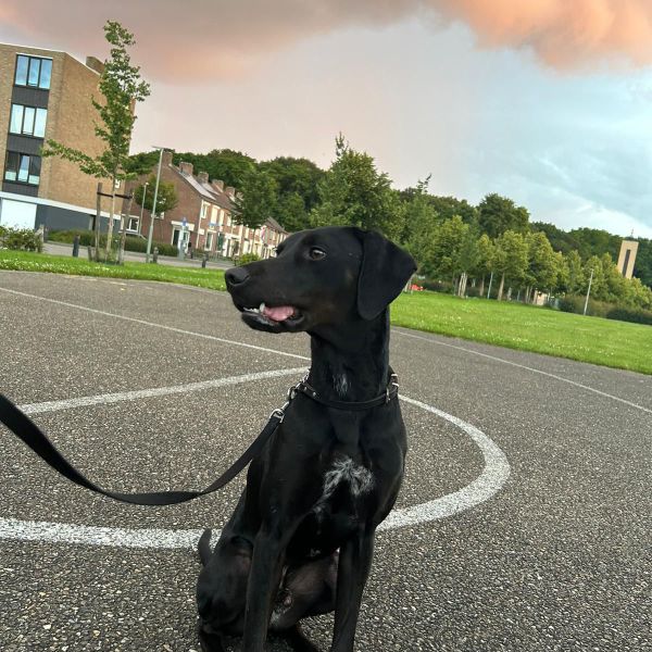 Bruno uit Roermond zoekt een Hondenoppas