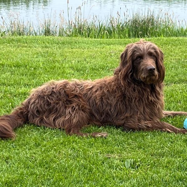 Bruno uit Houten zoekt een Hondenoppas