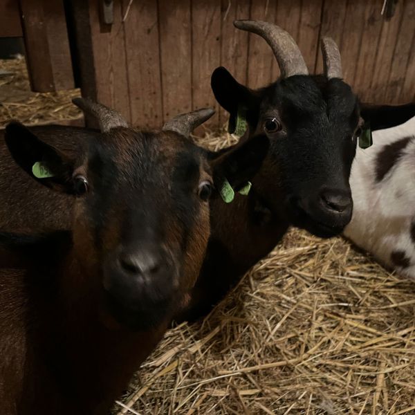 Guus uit Heusden zoekt een Boerderijoppas