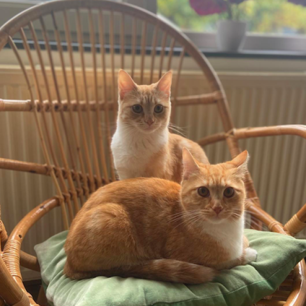 Ellie, Elfie uit Alkmaar zoekt een Kattenoppas