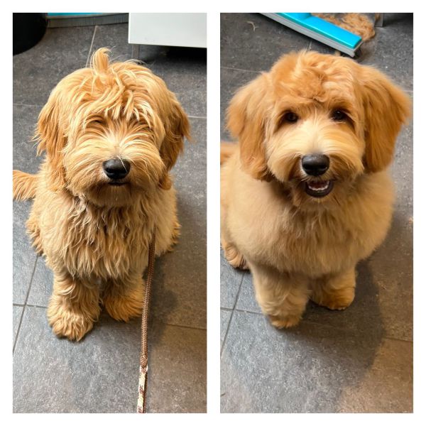 Teddy, Sjaan, Millie uit Beverwijk zoekt een huisdierenoppas