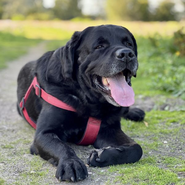 Charlie uit Heemstede zoekt een Hondenoppas