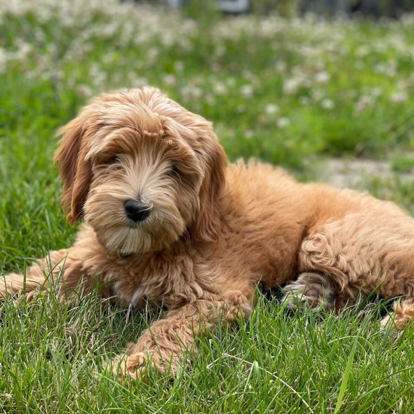 Charlie uit Eindhoven zoekt een Hondenoppas