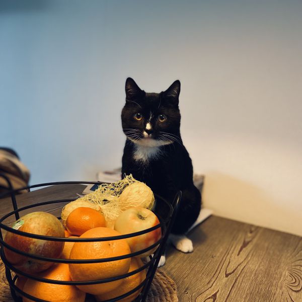 Charlie uit De Lier zoekt een Kattenoppas