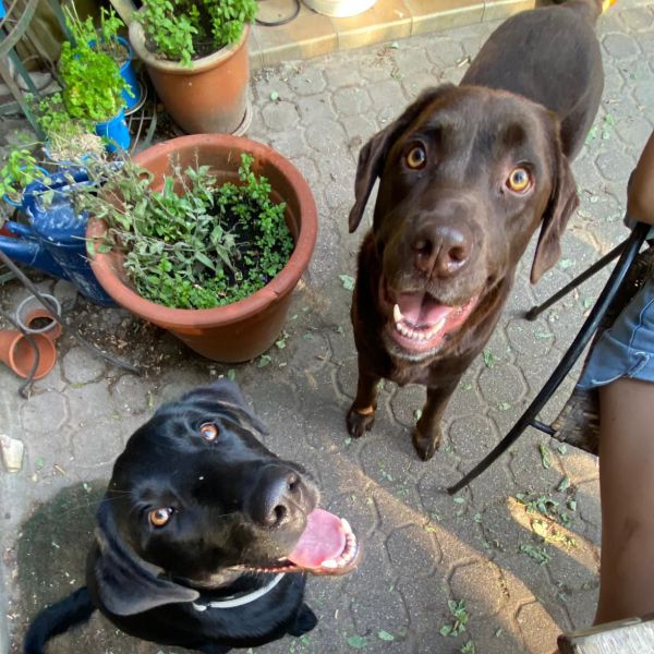 Woody (de bruine, labrador x berner senner), Bailey  (de zwarte uit Heijen zoekt een Hondenoppas