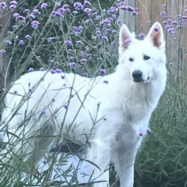 Yuki uit Zwijndrecht zoekt een Hondenoppas