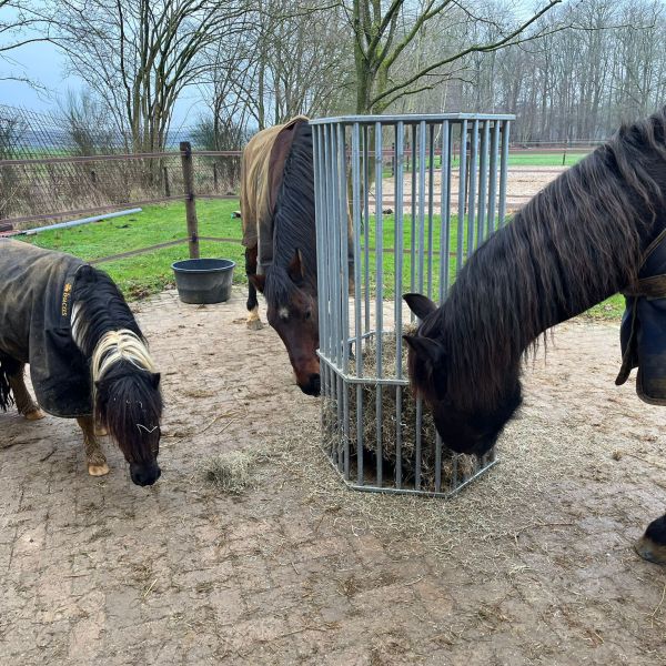 Pinto, Ramon en Dante uit Lettele zoekt een Paardenverzorger