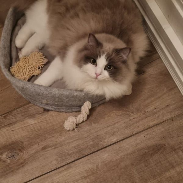 Gaby, Feline, Stoffel uit Schagen zoekt een Kattenoppas