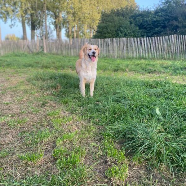 Flo uit Westdorpe zoekt een Hondenoppas