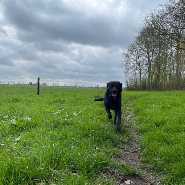 Quinty uit Zuidlaren zoekt een Hondenoppas