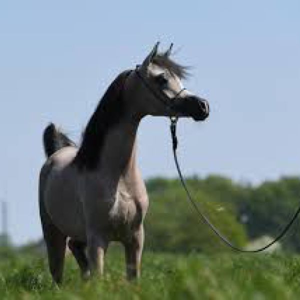 Paard uit Emmer-Compascuum zoekt een Paardenverzorger