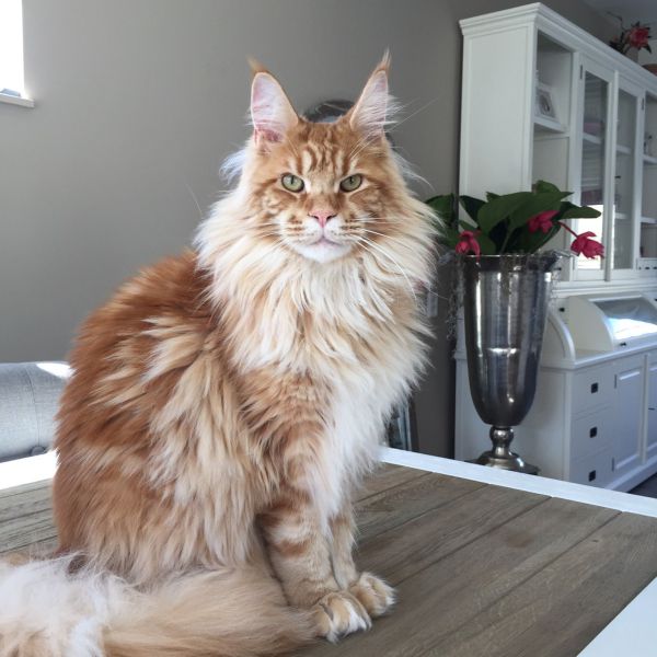 Toby uit Boskoop zoekt een Kattenoppas