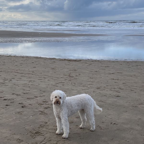 Bommel, Teddy uit Noordeloos zoekt een Hondenoppas