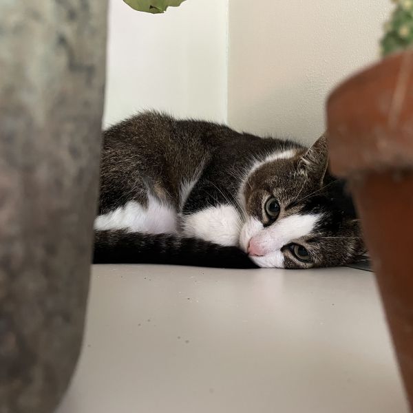 Tiny, Bettie uit Nuenen zoekt een Kattenoppas