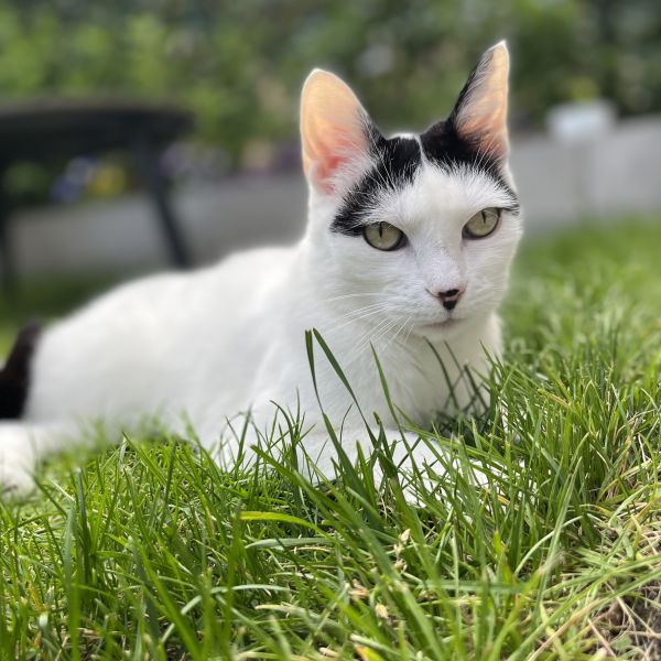 Jazz uit Bodegraven zoekt een Kattenoppas