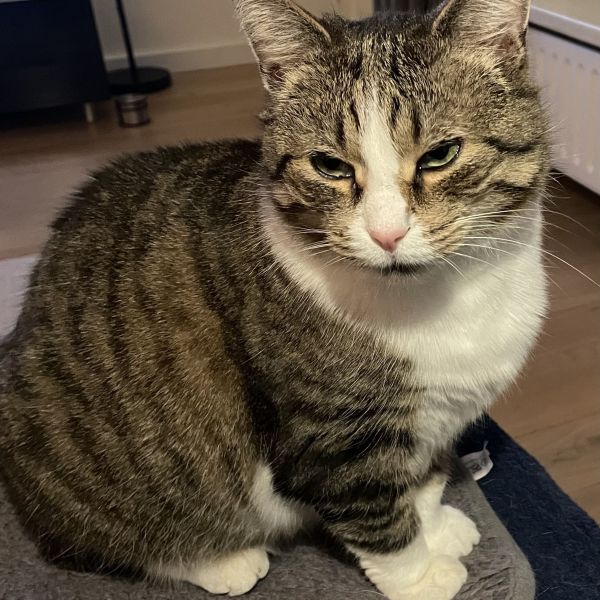 Pip uit Tilburg zoekt een Kattenoppas