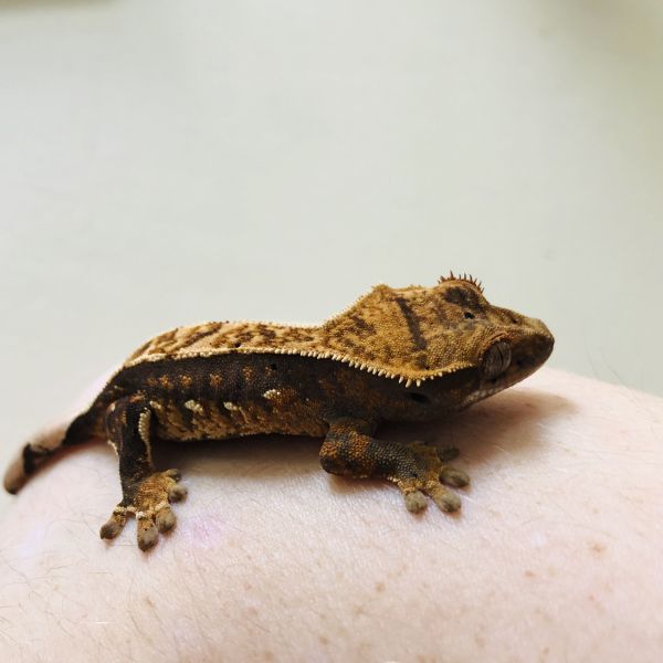 Phoebe, Susi, Stippie uit Amsterdam zoekt een Reptielenoppas