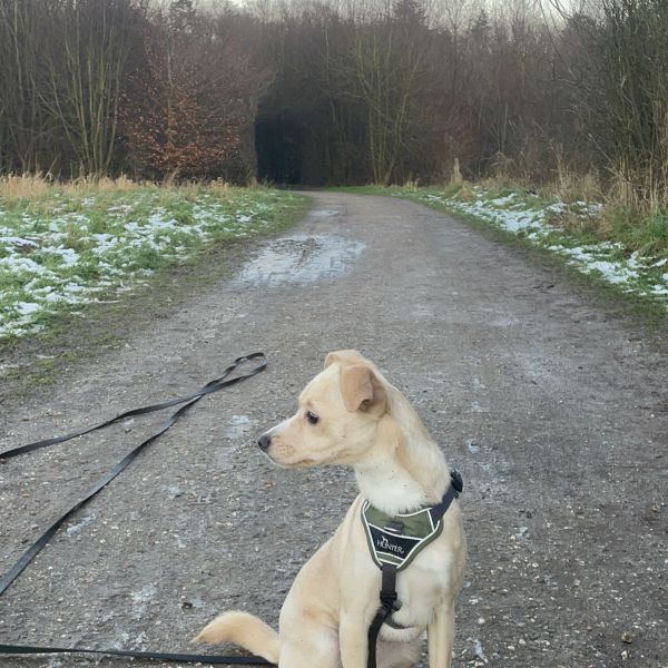 Huisdierenoppas Milou uit Doetinchem