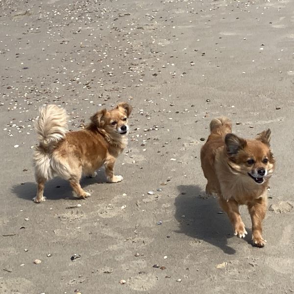 Binky, Lizzy uit Eindhoven zoekt een Hondenoppas