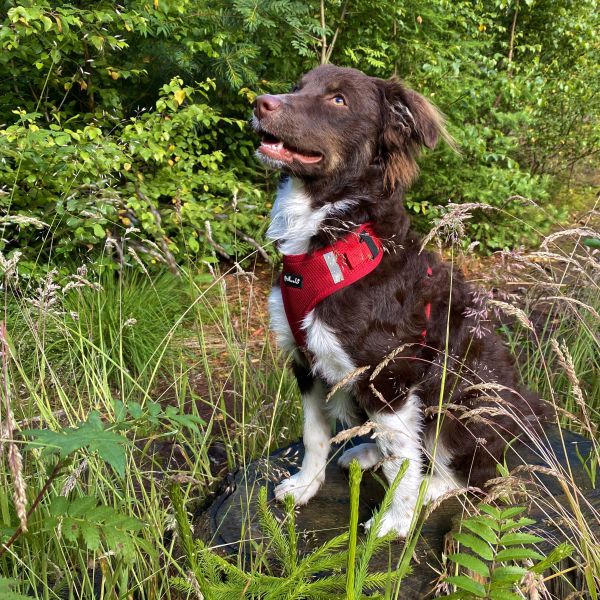 Riley uit Leeuwarden zoekt een Hondenoppas