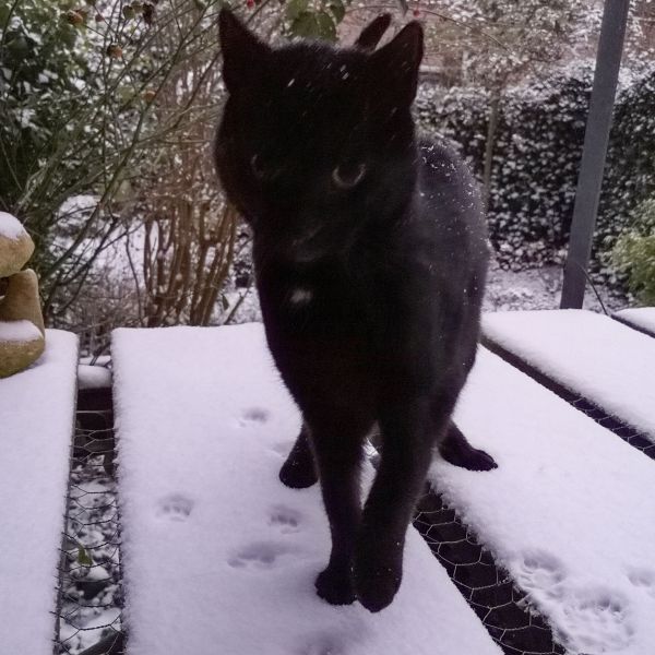 chippy, Droppie uit Amsterdam zoekt een Kattenoppas