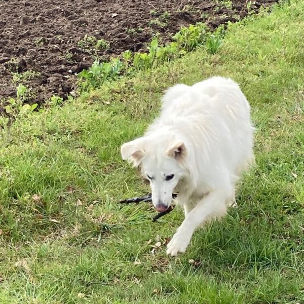 Roxy uit Posterholt zoekt een Hondenoppas