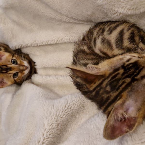 Tijgertje en smokey uit Zaamslag zoekt een Kattenoppas