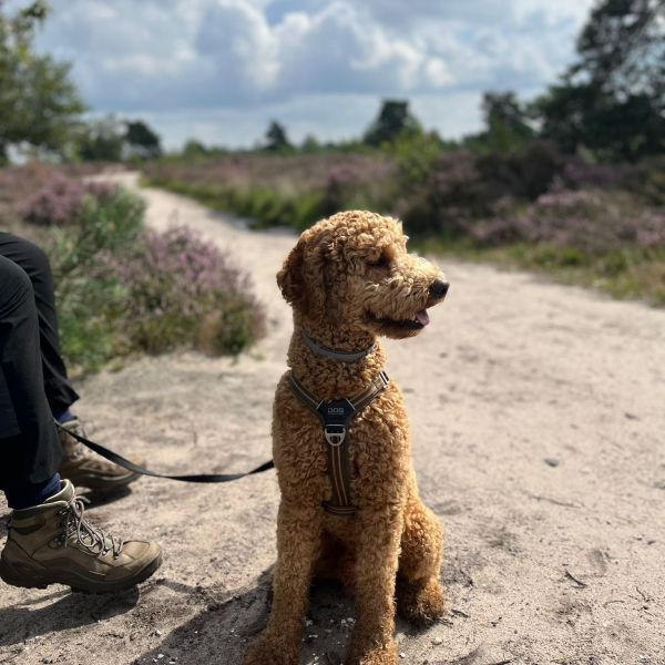 Banjer uit Deventer zoekt een Hondenoppas