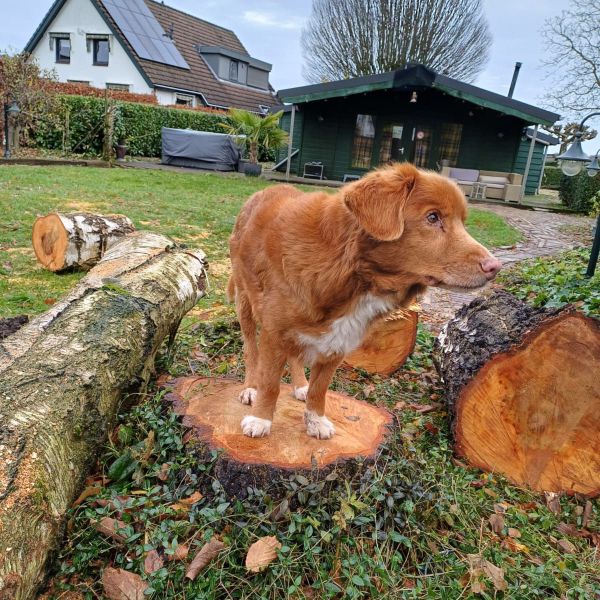 Kimo uit Doornenburg zoekt een Hondenoppas