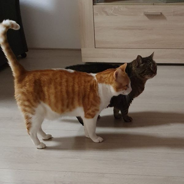 Bobby, Pommie uit Vught zoekt een Kattenoppas