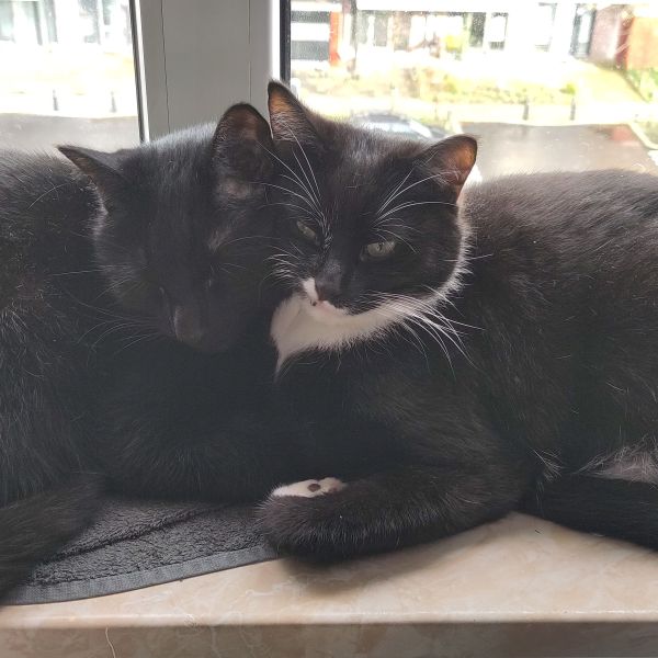 Elmo (rechts op de foto), Loki uit Utrecht zoekt een Kattenoppas