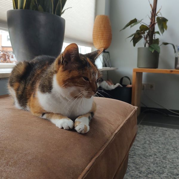 Suus uit Beek-Ubbergen zoekt een Kattenoppas