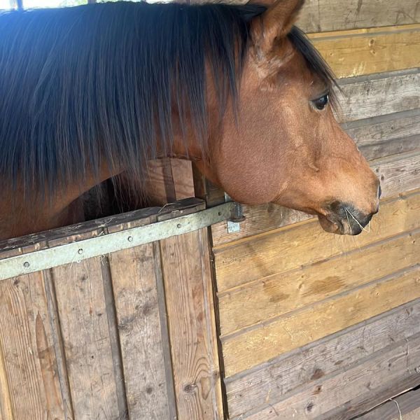 Paard uit Harfsen zoekt een Paardenverzorger